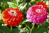 Пример применения фильтра Черепица