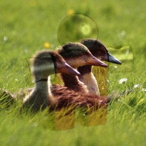 Пример для режима слоя Перекрытие