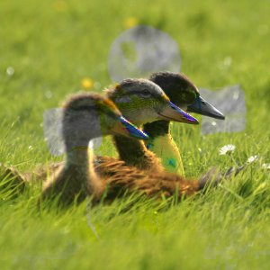 Пример режима слоя Насыщенность